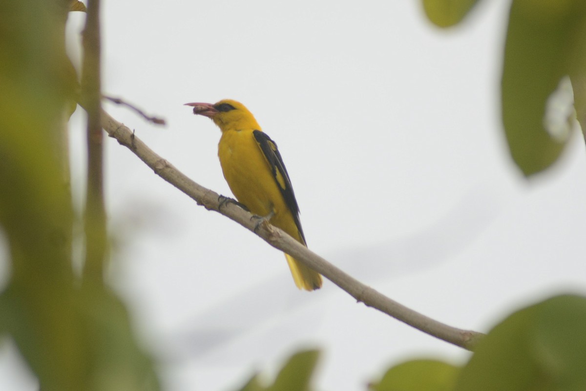 Indian Golden Oriole - ML619974696