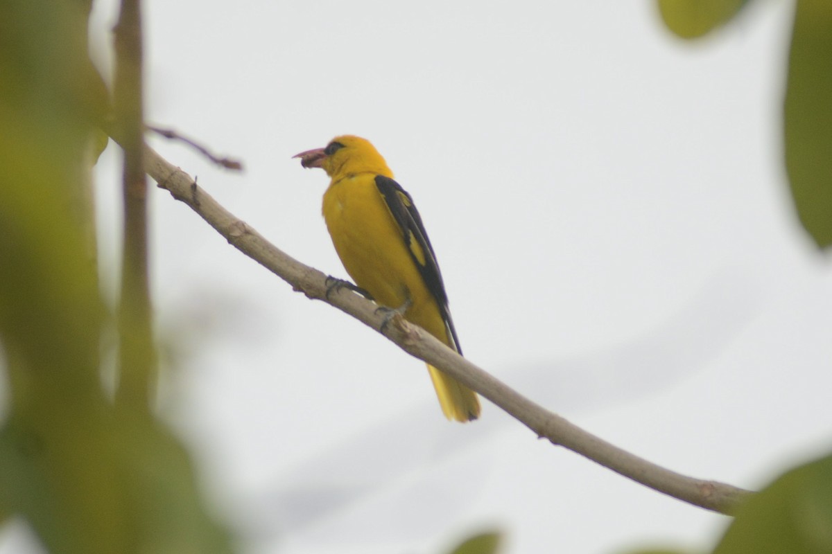 Indian Golden Oriole - ML619974697