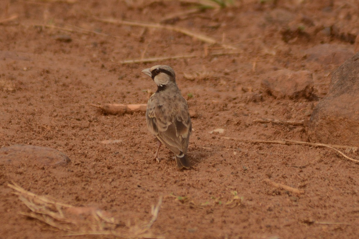Ashy-crowned Sparrow-Lark - ML619974705