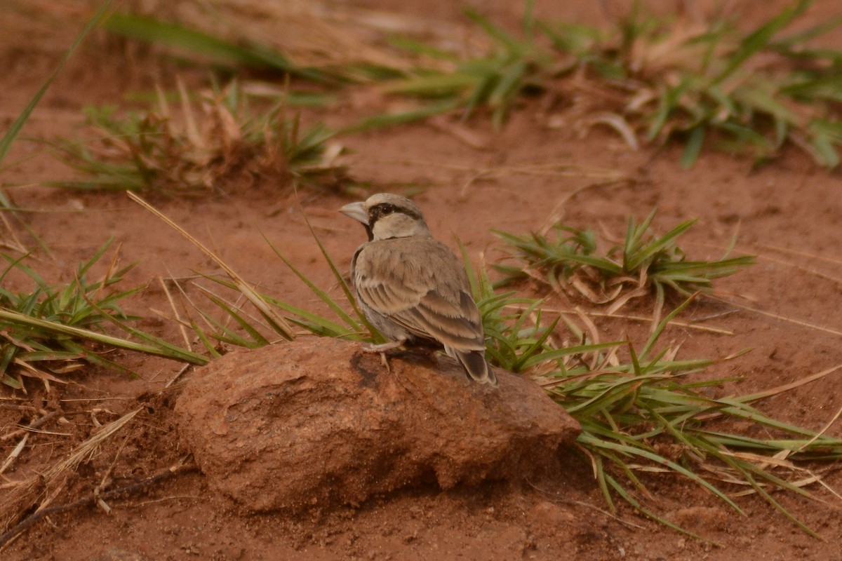 Ashy-crowned Sparrow-Lark - ML619974706