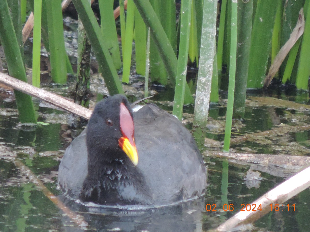 Red-fronted Coot - ML619974740