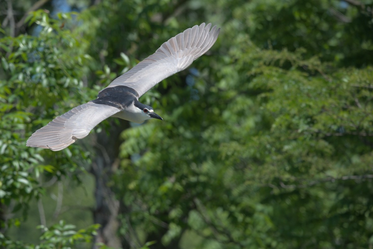 Black-crowned Night Heron - ML619974748