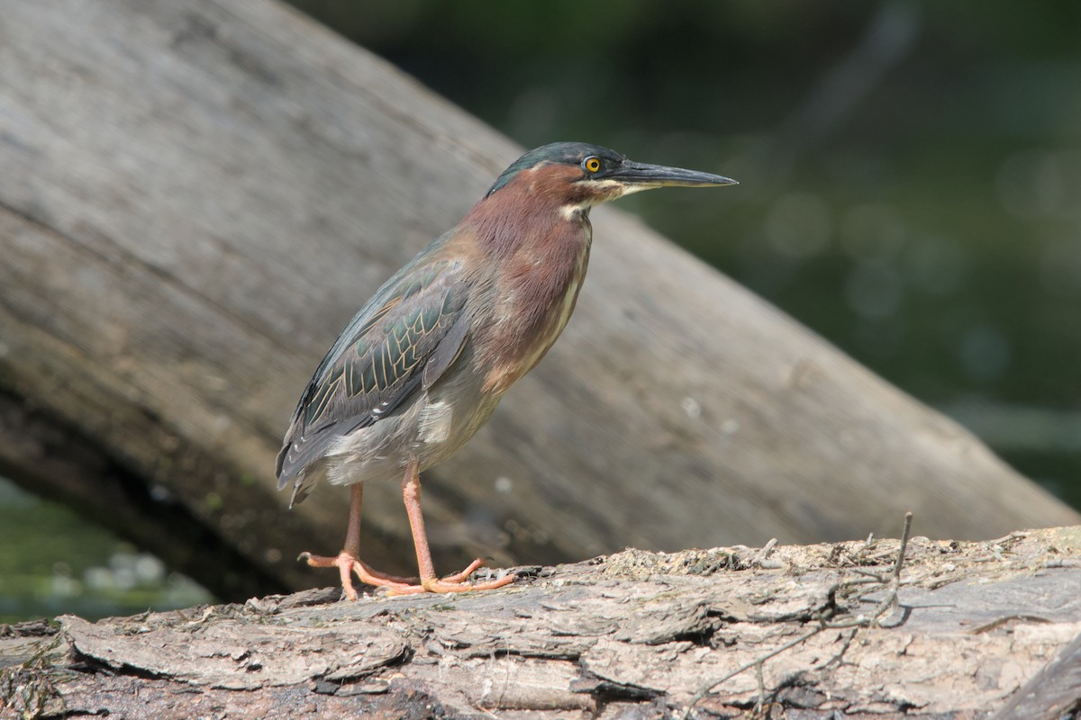 Green Heron - ML619974762