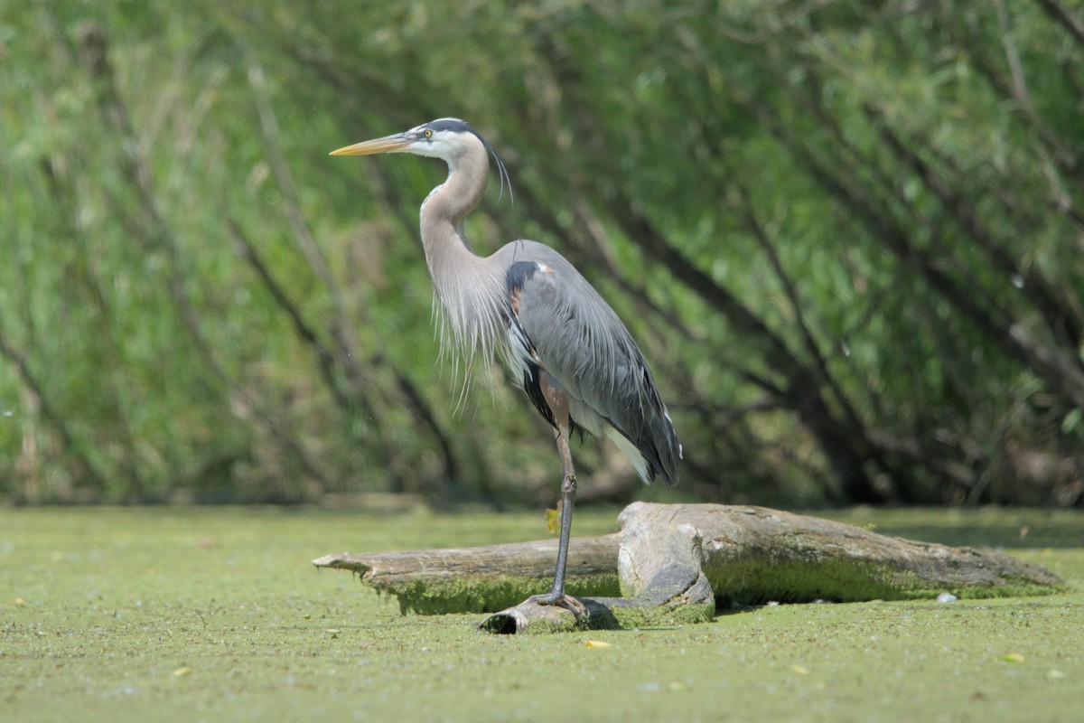 Great Blue Heron - ML619974772