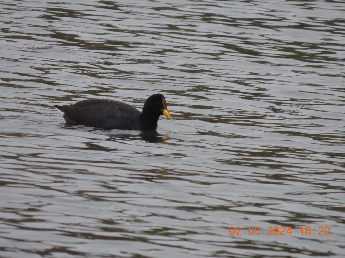 Red-fronted Coot - ML619974782