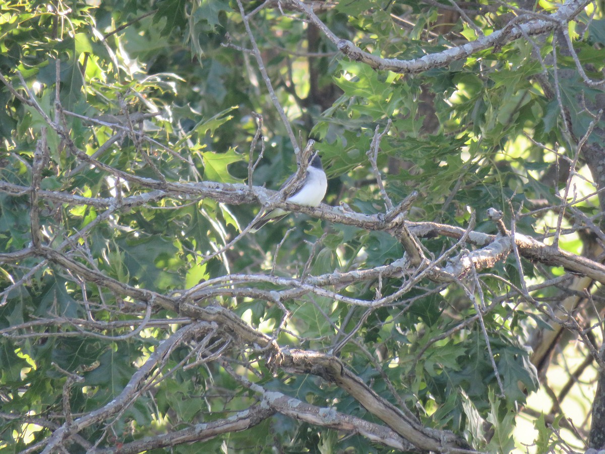 Eastern Kingbird - ML619974784