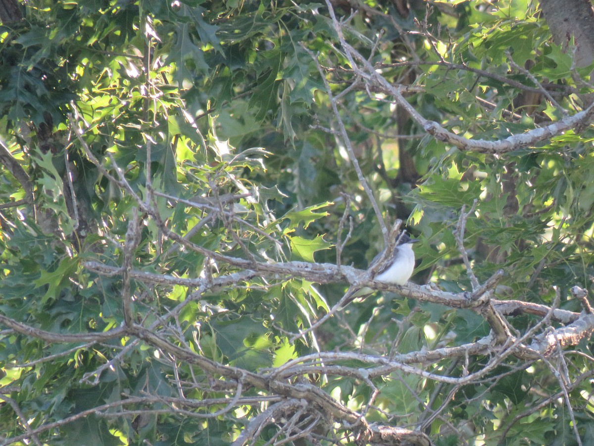 Eastern Kingbird - ML619974786