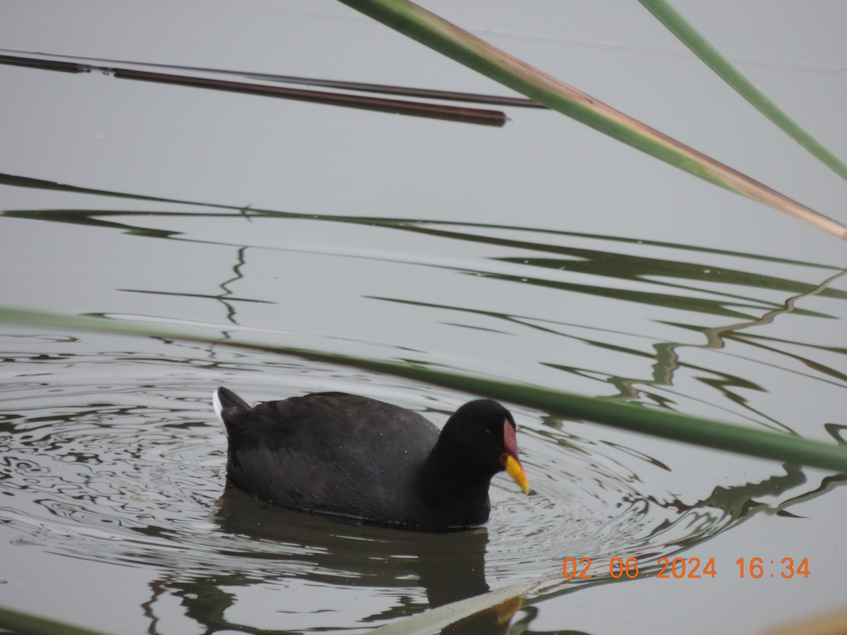 Red-fronted Coot - ML619974790