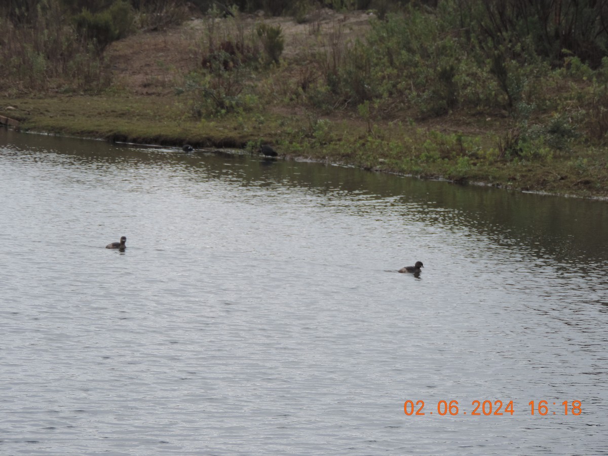 Pied-billed Grebe - ML619974807