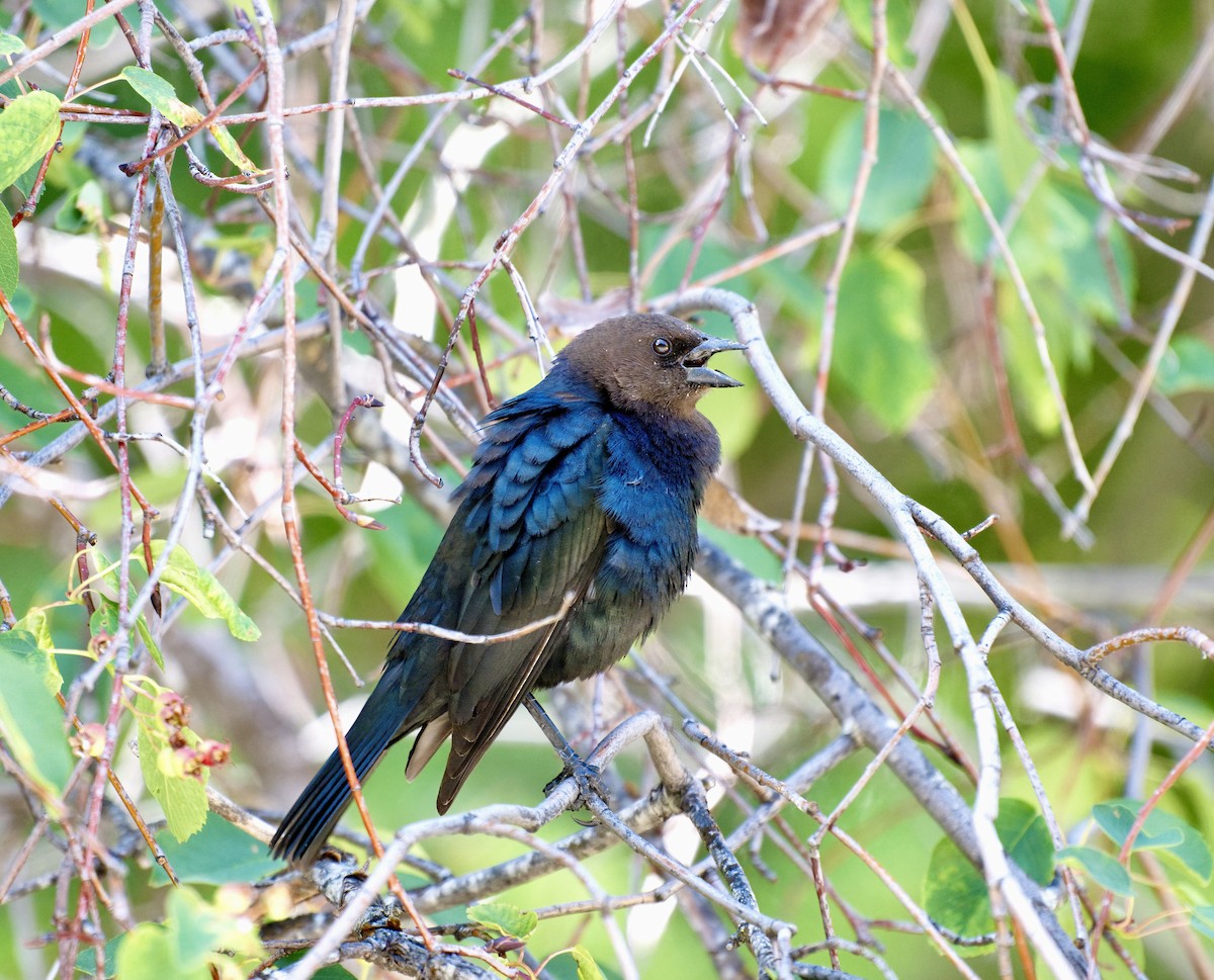 Brown-headed Cowbird - ML619974808