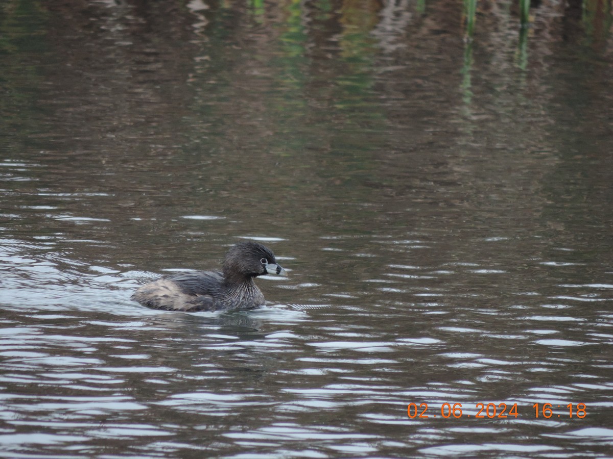 Pied-billed Grebe - ML619974815