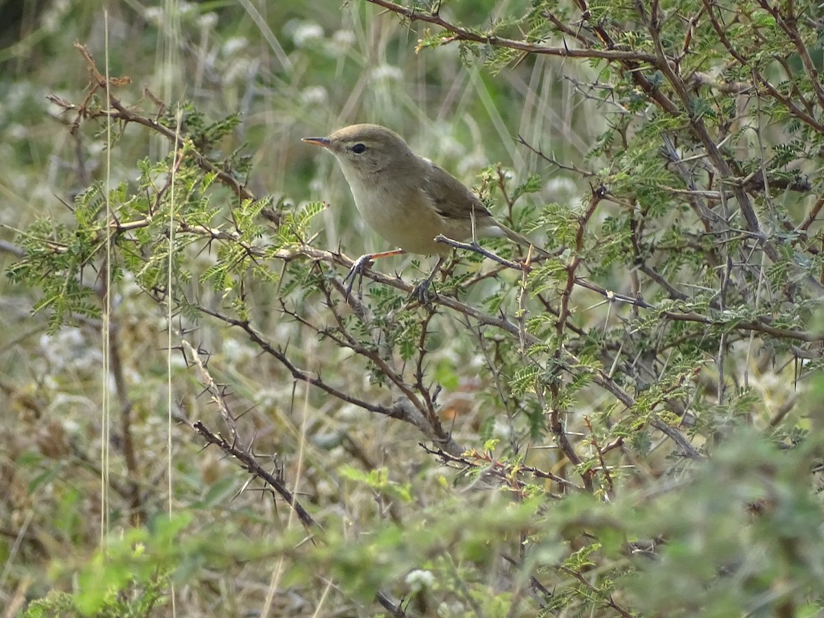 Booted Warbler - ML619974821