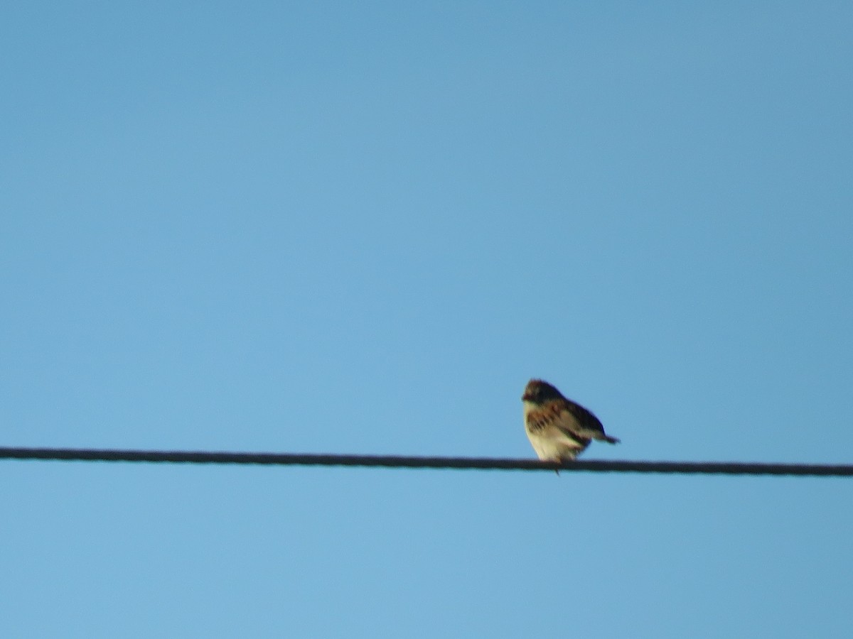 Field Sparrow - ML619974825