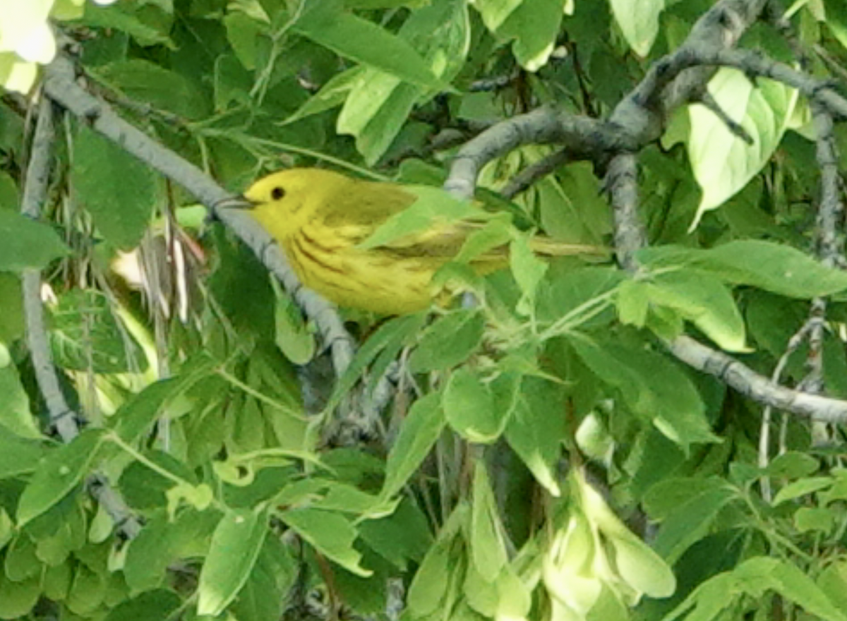Yellow Warbler - ML619974833