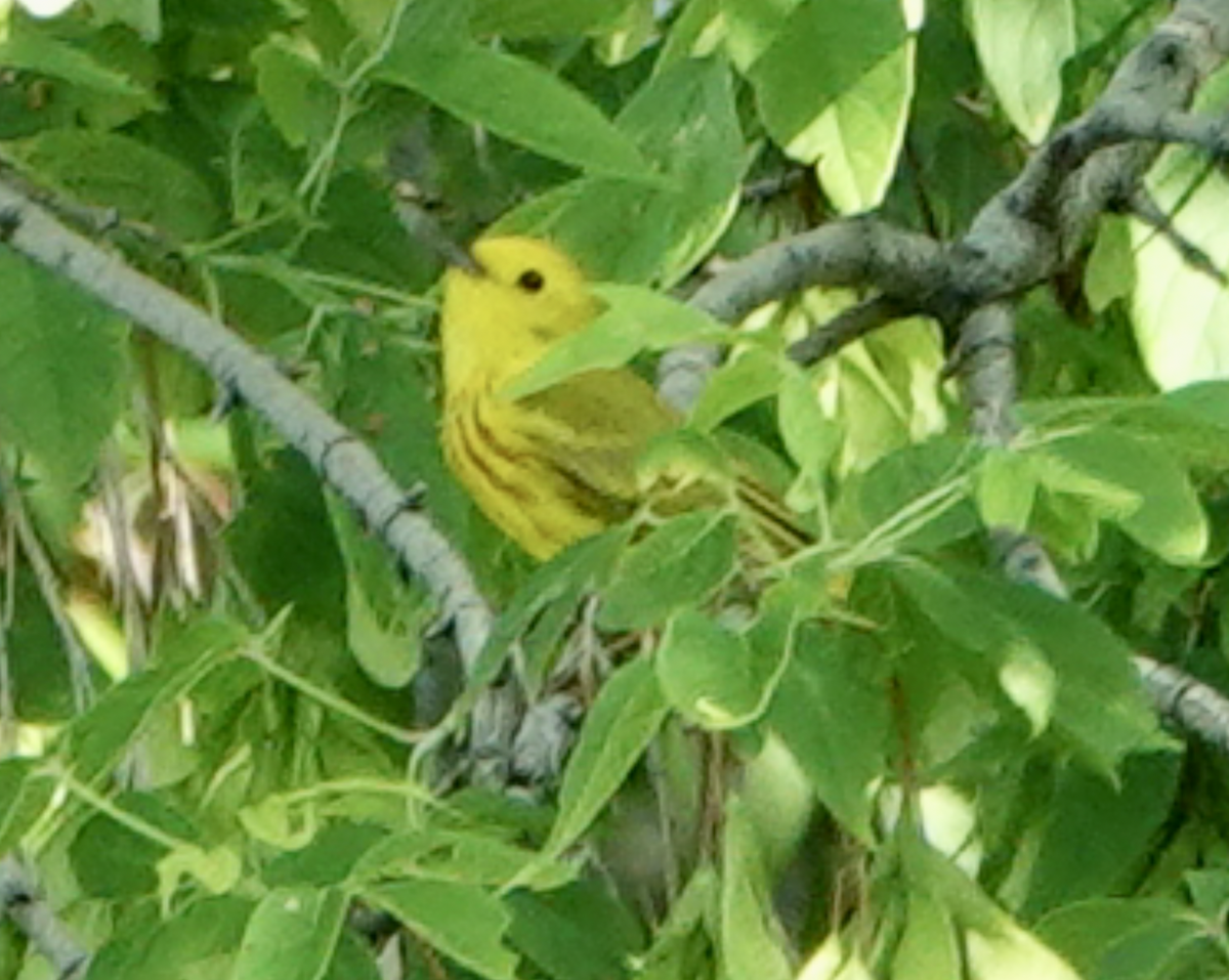 Yellow Warbler - ML619974835