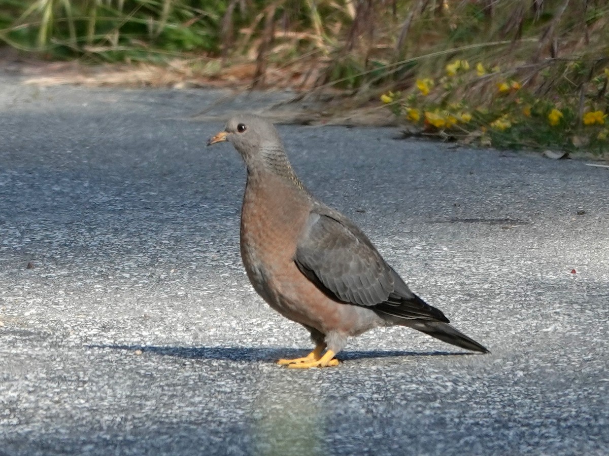 Pigeon à queue barrée - ML619974838