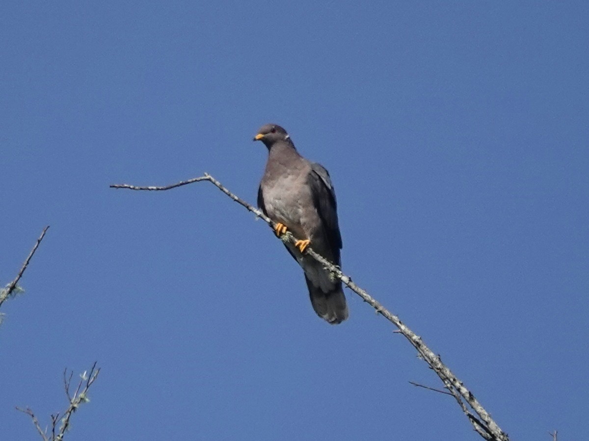 Band-tailed Pigeon - ML619974844