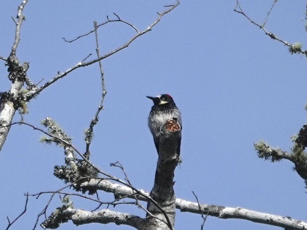 Acorn Woodpecker - ML619974849