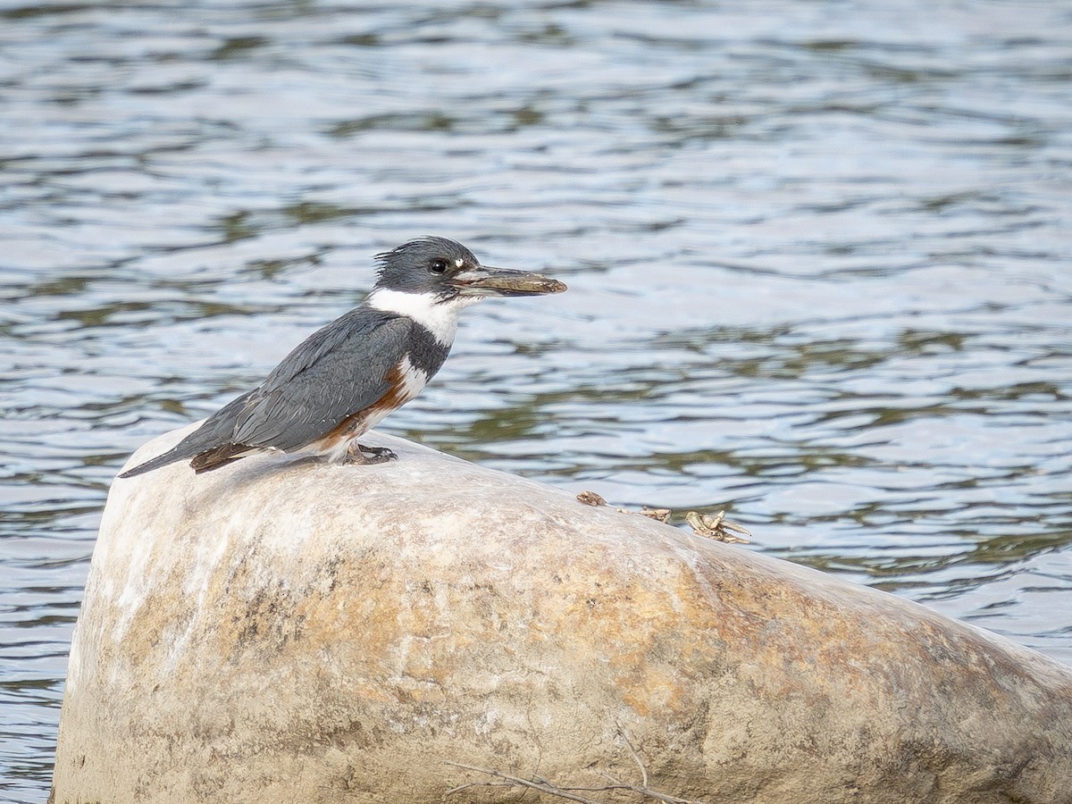 Belted Kingfisher - ML619974859