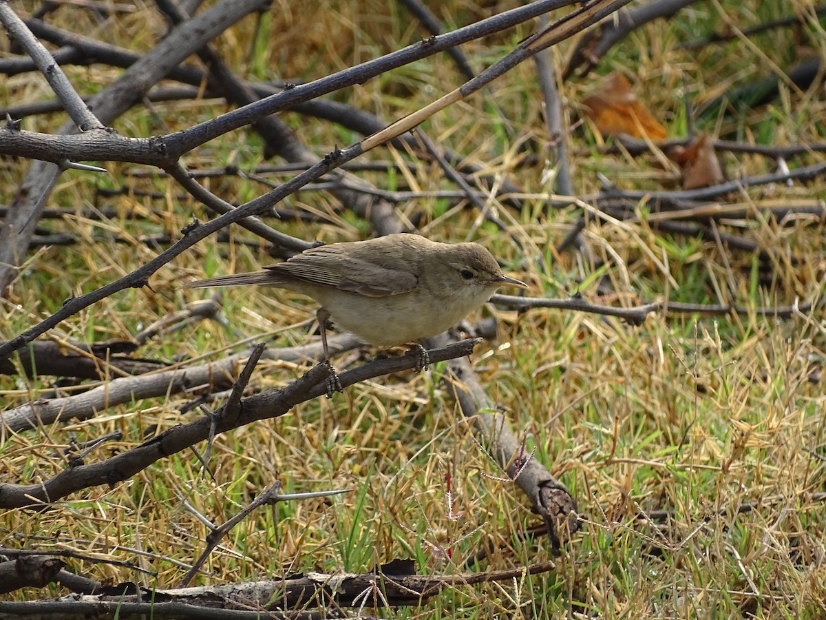 Booted Warbler - ML619974863