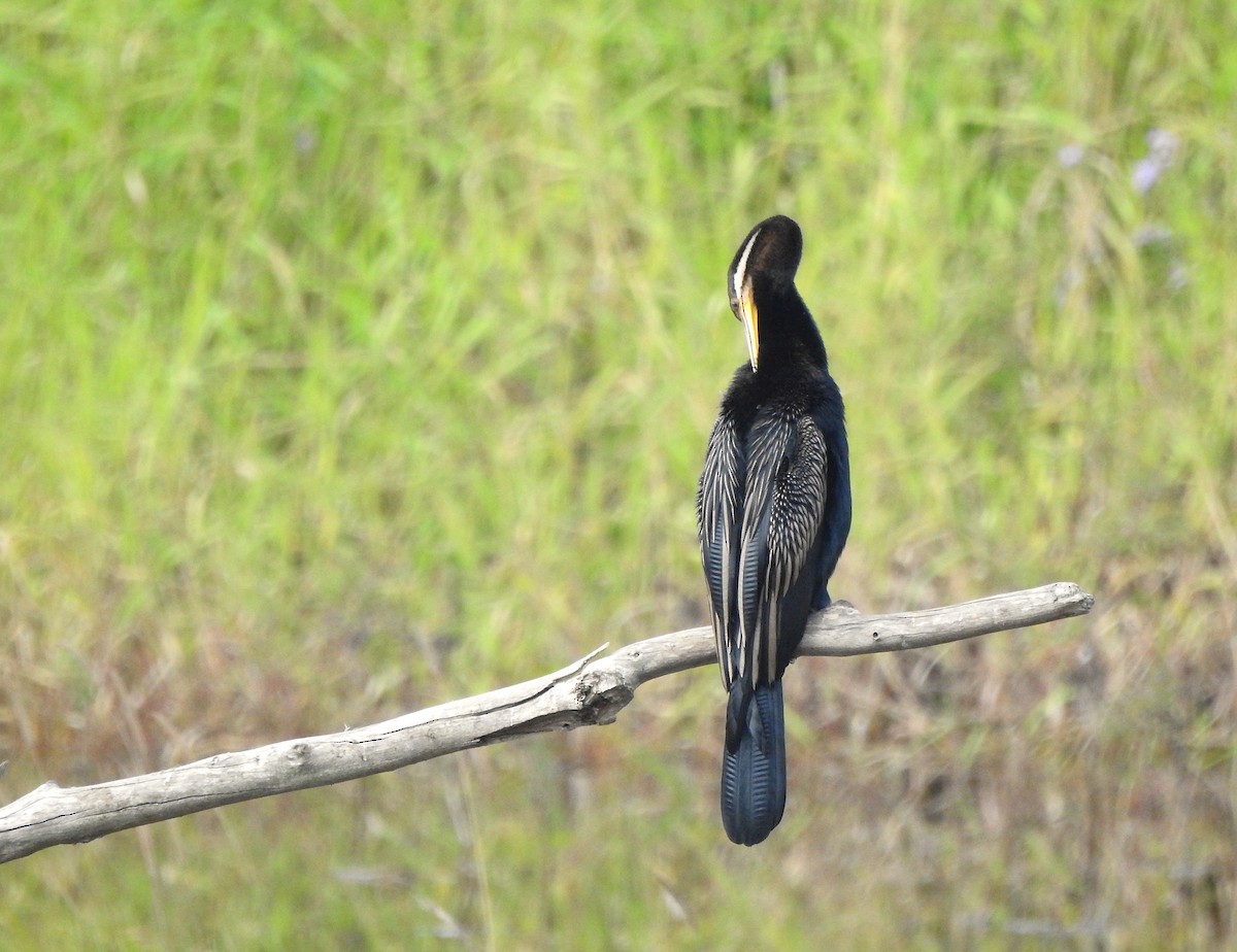 Austral-Schlangenhalsvogel - ML619974876