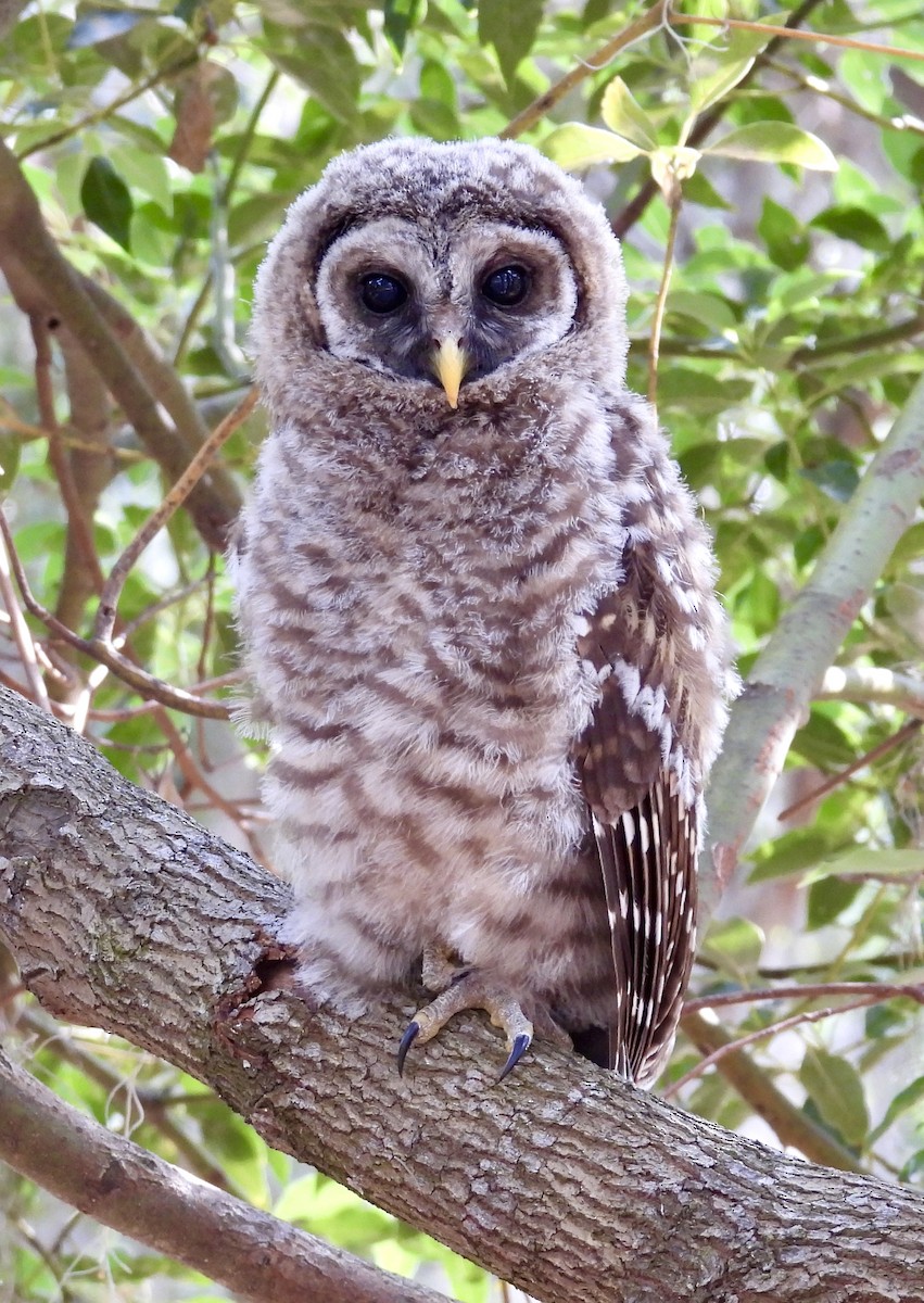 Barred Owl - ML619974882
