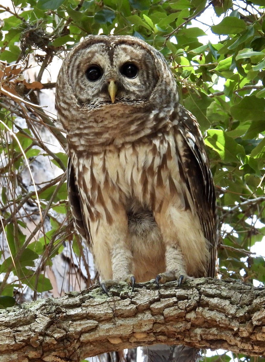 Barred Owl - ML619974883
