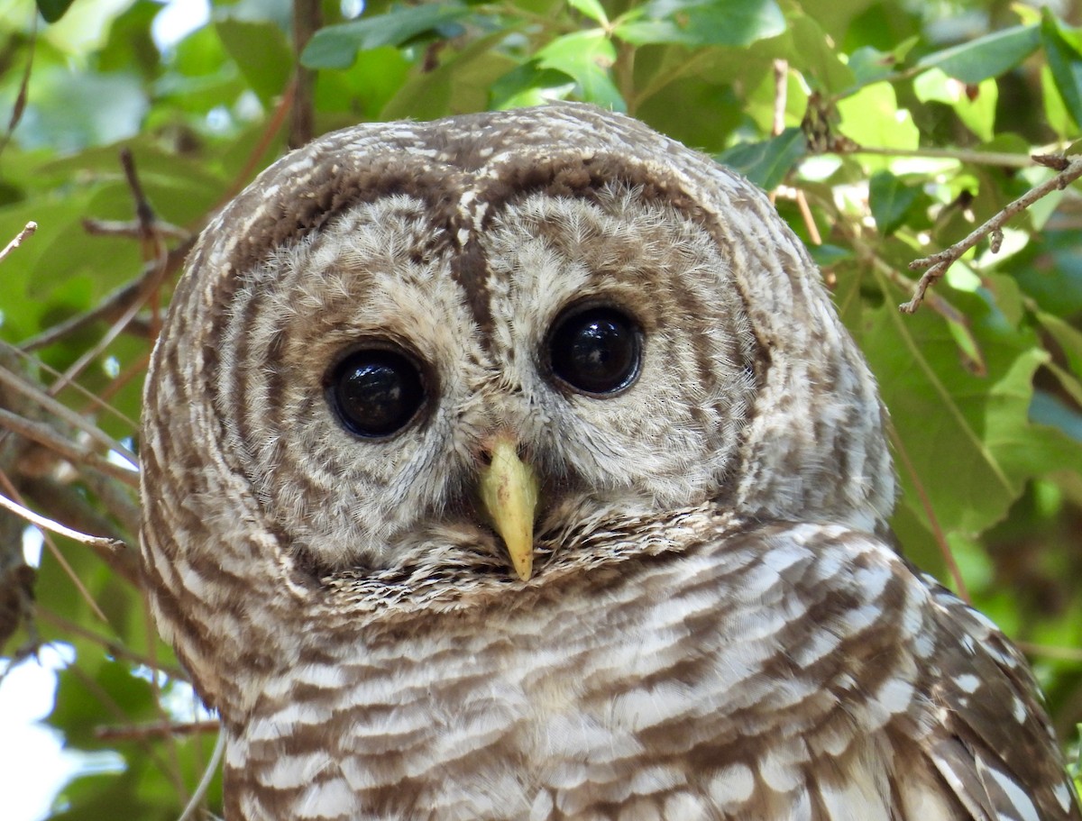 Barred Owl - ML619974884