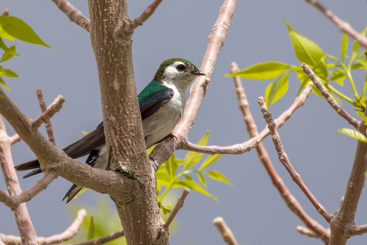 Violet-green Swallow - Lesley Tullis