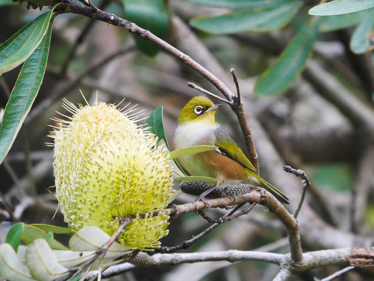 Silvereye - ML619974922