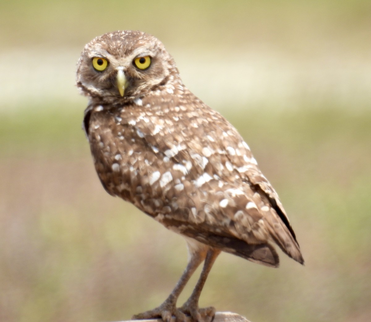 Burrowing Owl - ML619974925