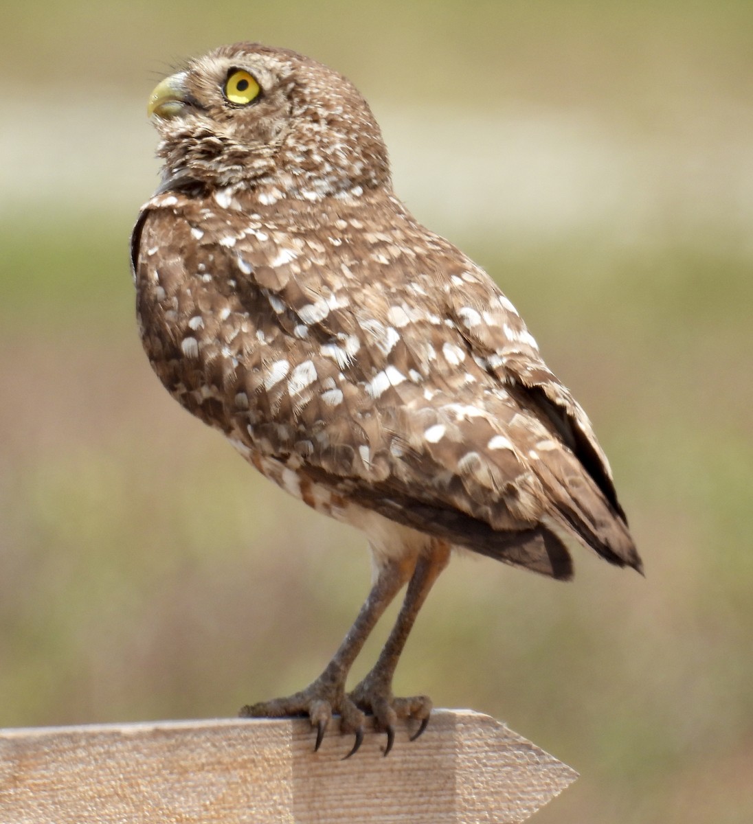 Burrowing Owl - ML619974926