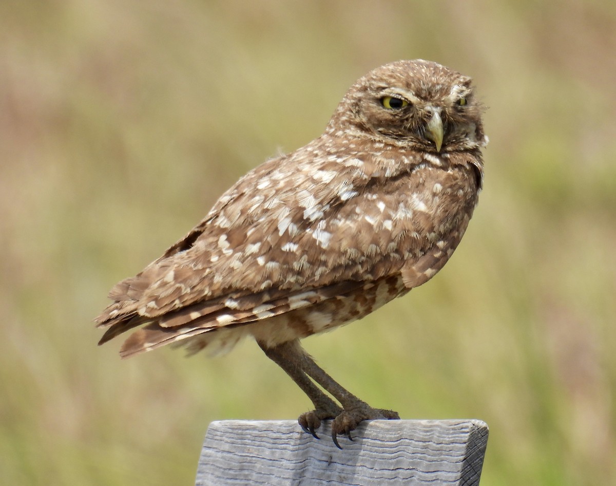 Burrowing Owl - ML619974927