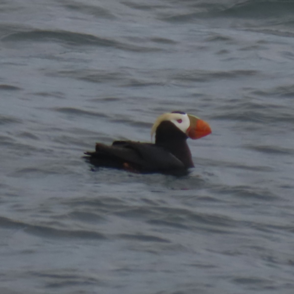 Tufted Puffin - ML619974937