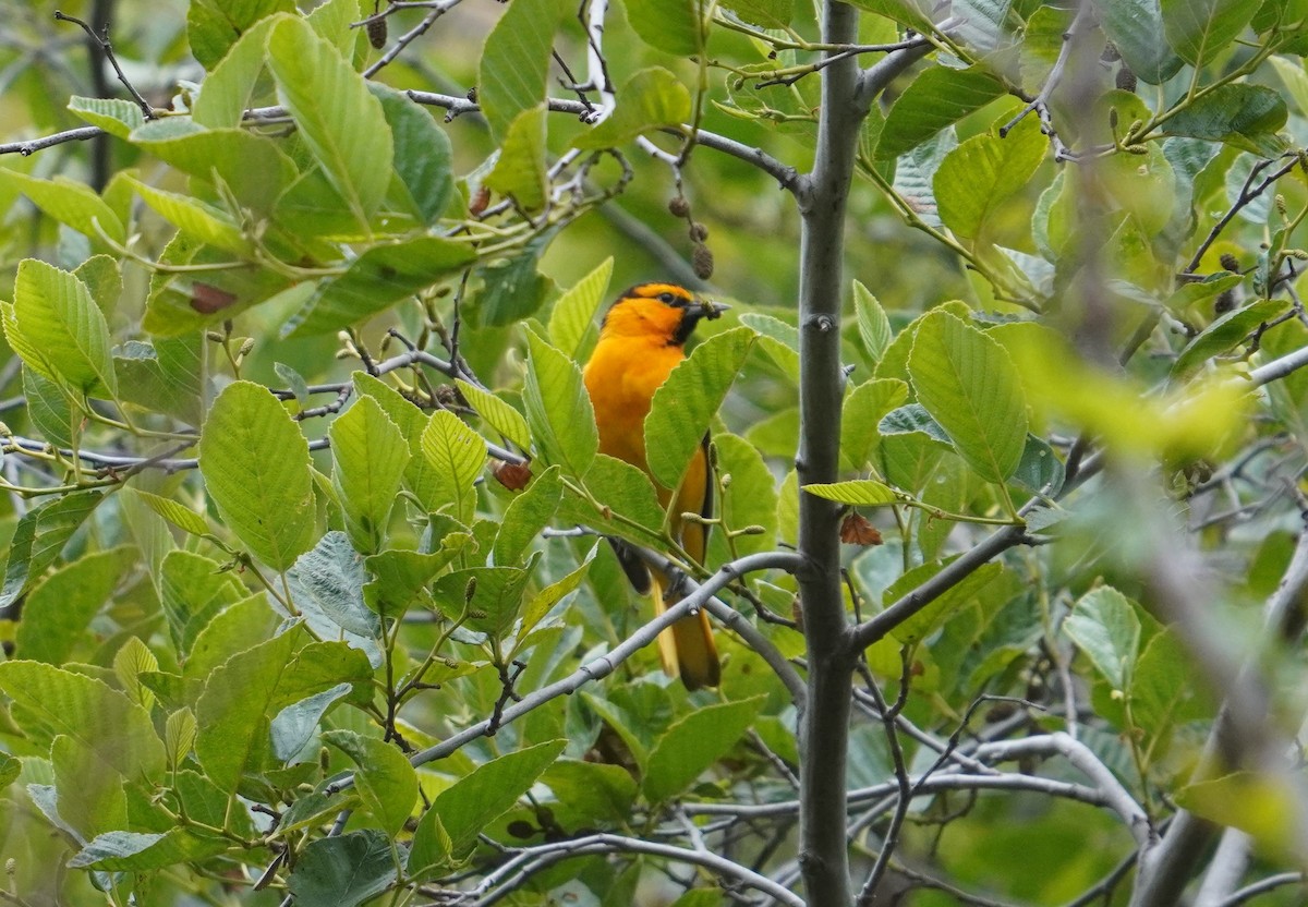 Bullock's Oriole - ML619974938