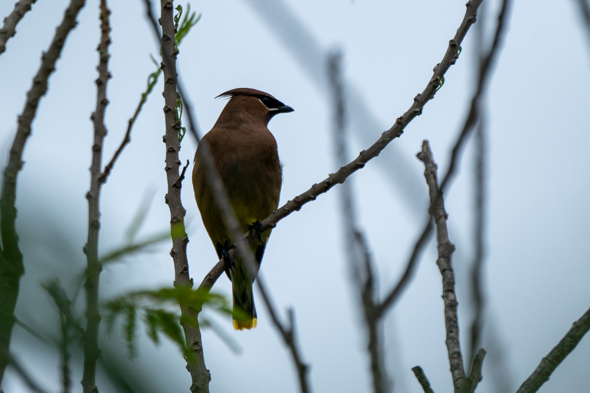 Cedar Waxwing - ML619974941