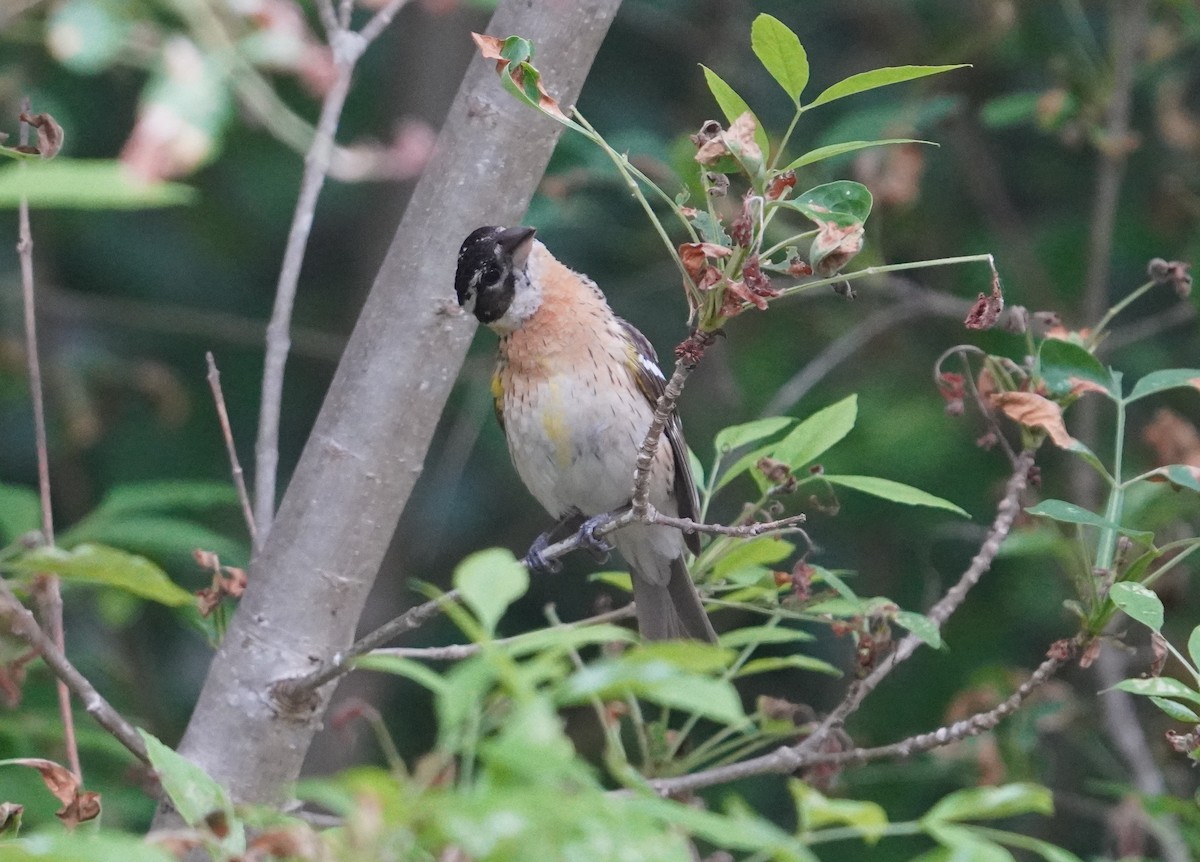 Black-headed Grosbeak - ML619974951