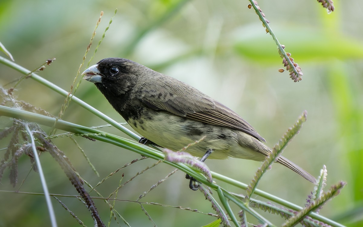 Yellow-bellied Seedeater - ML619974959