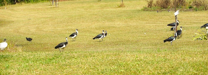 ibis slámokrký - ML619974961