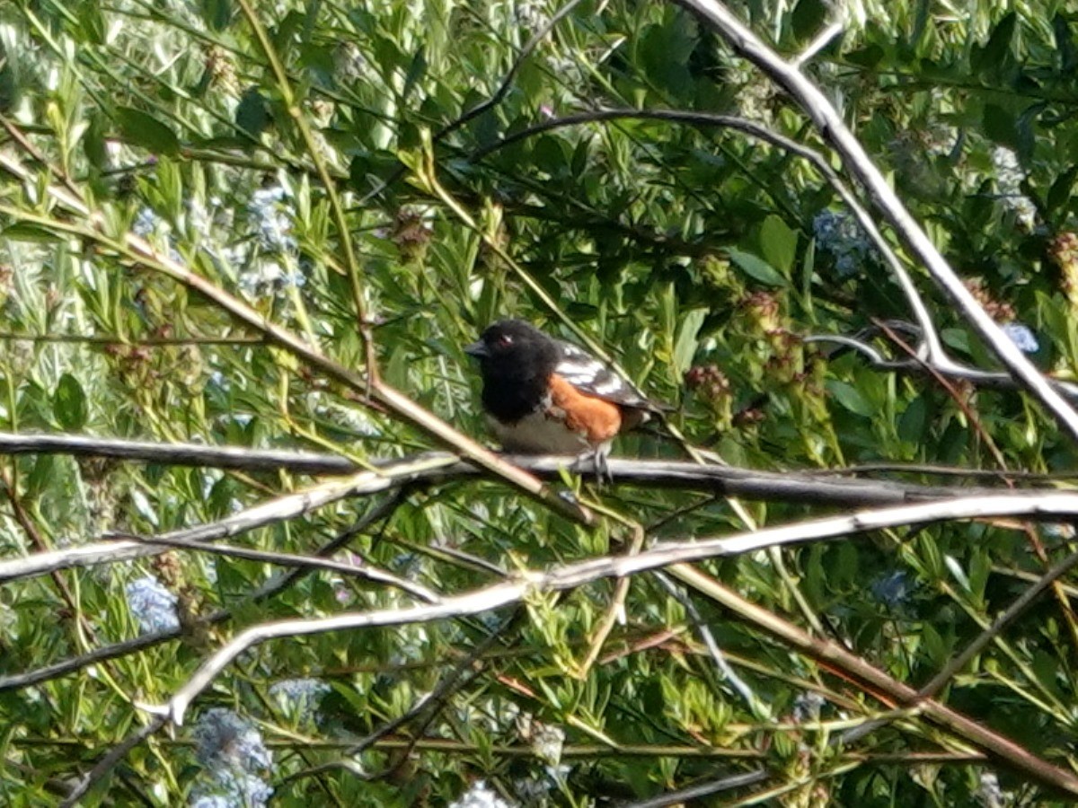 Spotted Towhee - ML619974985