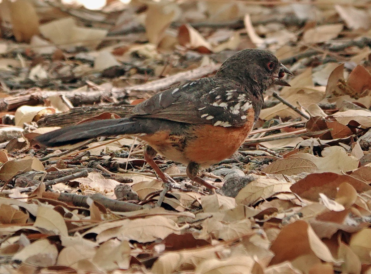 Spotted Towhee - ML619974989