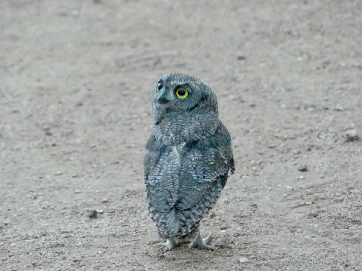 Western Screech-Owl - ML619975004