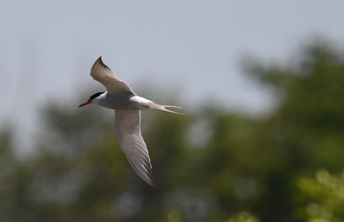 Common Tern - ML619975007