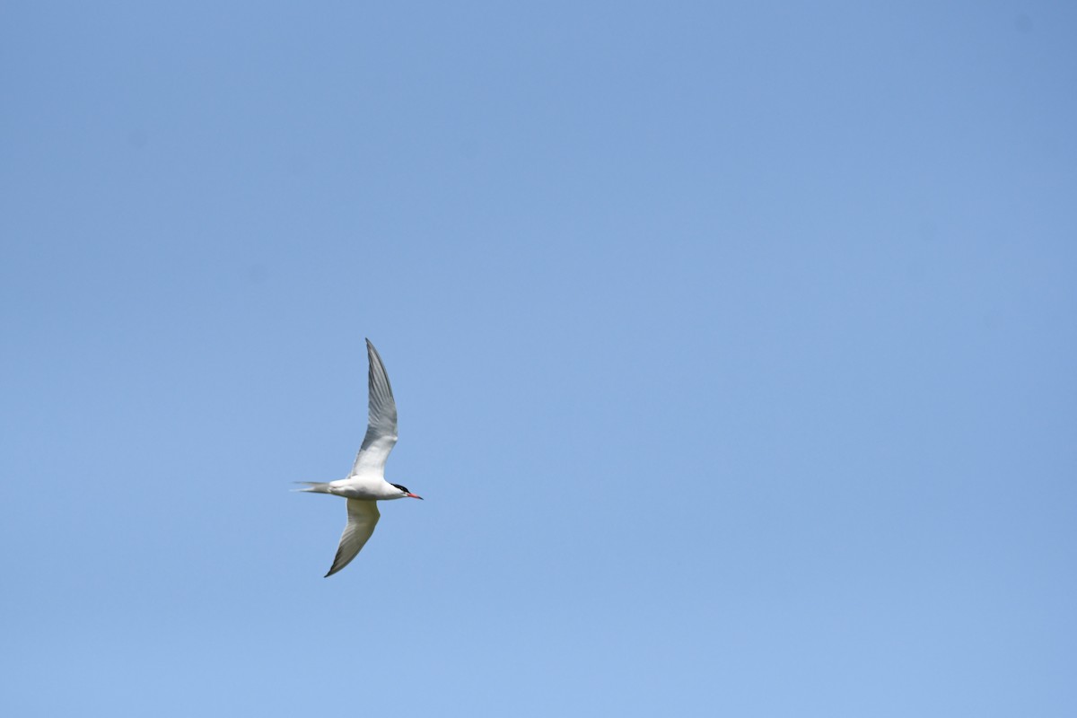 Common Tern - ML619975008