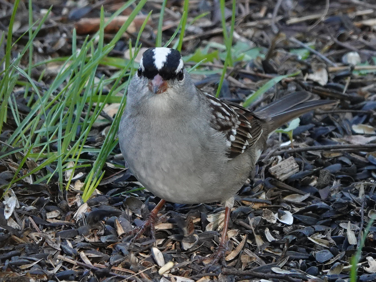 White-crowned Sparrow - ML619975010