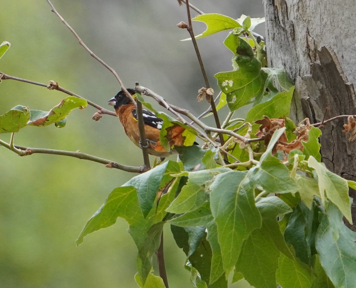 Black-headed Grosbeak - ML619975013