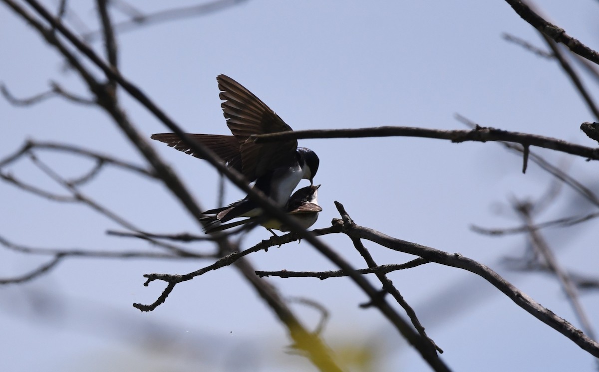 Tree Swallow - ML619975014