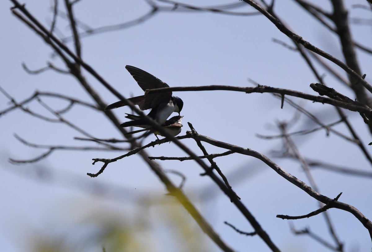 Tree Swallow - jean pierre machet