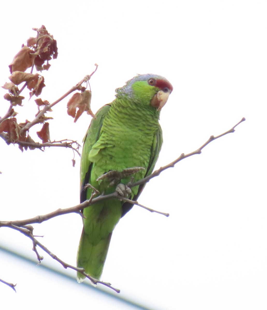 Lilac-crowned Parrot - ML619975017