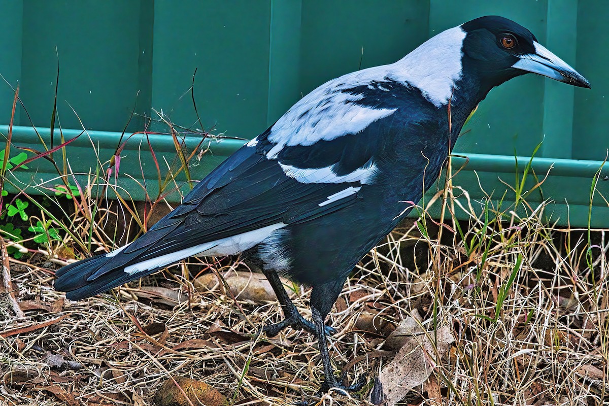 Australian Magpie (Black-backed x White-backed) - ML619975023